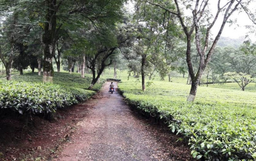 Life in Dooars is Tourism