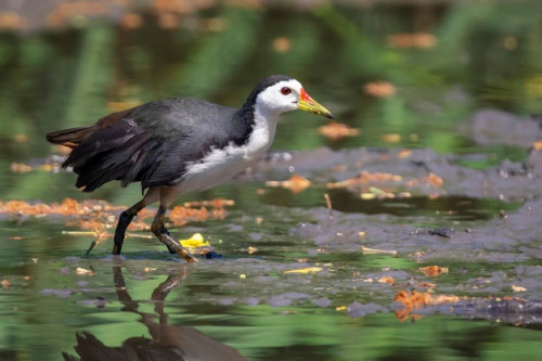 Waterhen Dahuk vanished as urban marshland wiped out