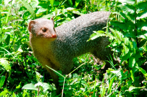 Mongoose getting extinct as bushes and marshland vanished in towns