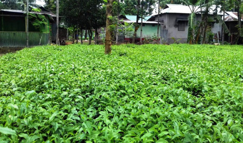 Tea farmers’ existence in stake
