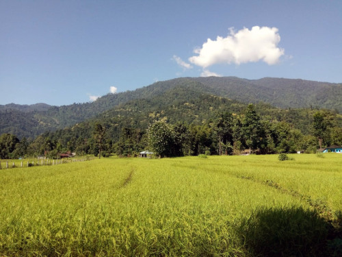 Chisang Wildwood Homestay