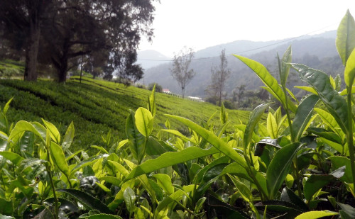 Darjeeling Cha Shilpe Duhsomoy