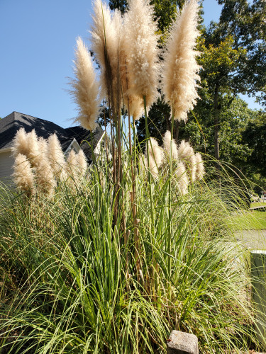 Coveted Puja days since childhood