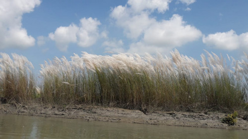 Debipaksha round the globe